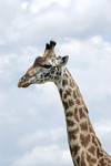 Massai-Giraffe