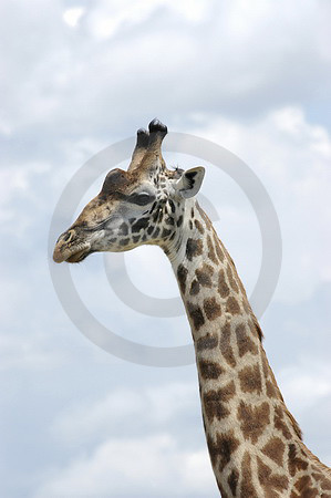 Massai-Giraffe