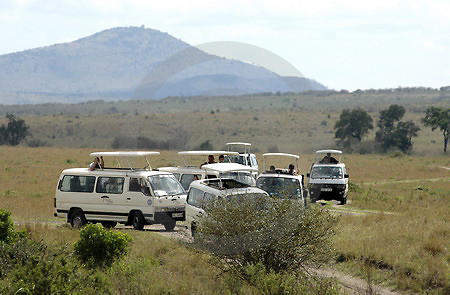 Wildlife-Safari