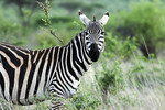 Steppenzebra