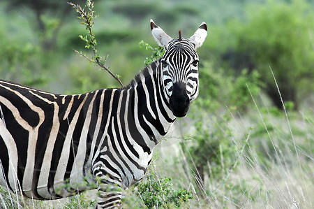 Steppenzebra