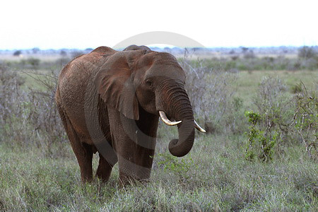 Roter Elefant