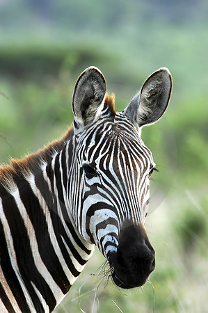 Steppenzebra