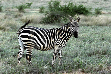 Steppenzebra