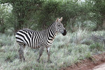 Steppenzebra