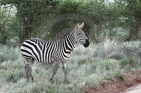 Steppenzebra