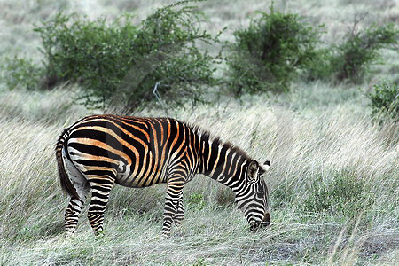 Steppenzebra