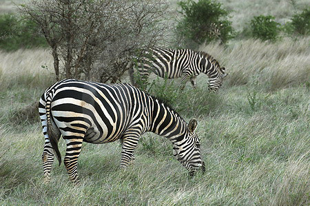 Steppenzebras