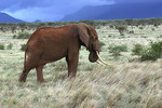 Roter Elefant