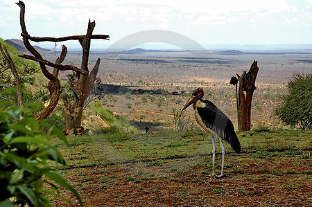 Marabu