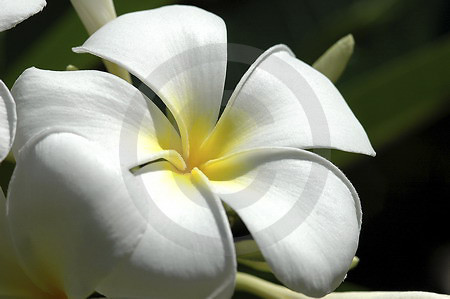 Frangipani-Baum-Blüte