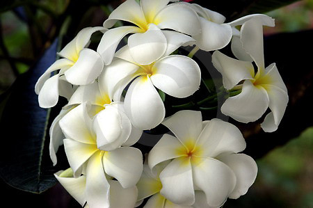 Frangipani-Baum-Blüten