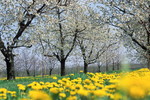 Kirschblüte im Alten Land