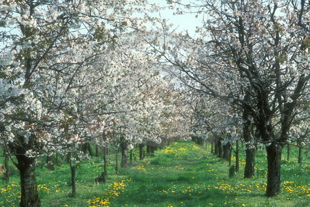 Kirschblüte im Alten Land