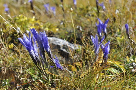 Enzianblüten