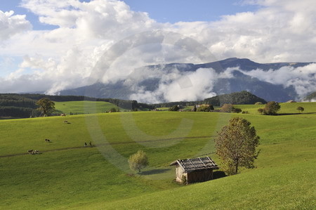 Almwiese im Herbstnebel