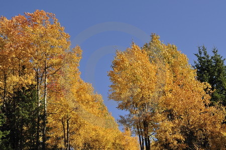 Herbst im Grödnertal