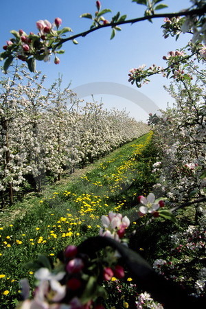 Apfelblüte im Alten Land