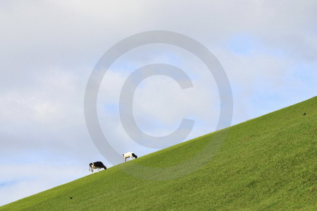 Kühe am Horizont