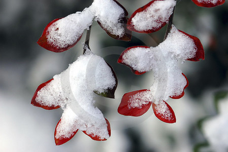 Blätter im Schneekleid