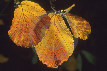 Herbstliche Buchenblätter