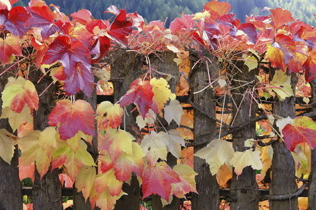 Weinlaub in Herbstfaerbung