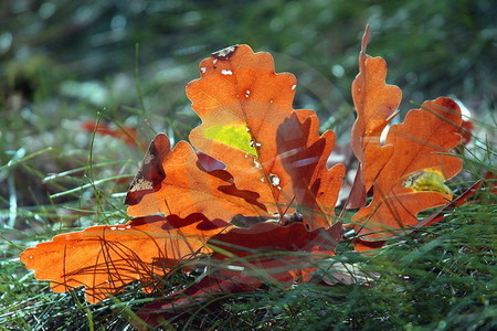 Herbstlaub