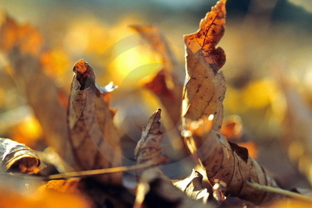 Herbstlaub