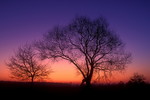 Baumsilhouetten im Morgenlicht