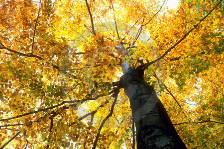 Buche im Herbstlaub