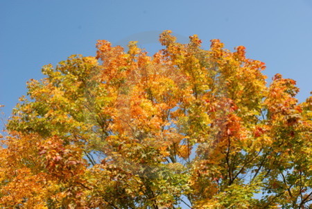 Spitzahorn im Herbstlaub