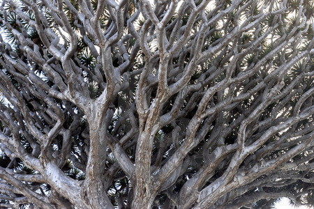 Drachenbaum auf Teneriffa