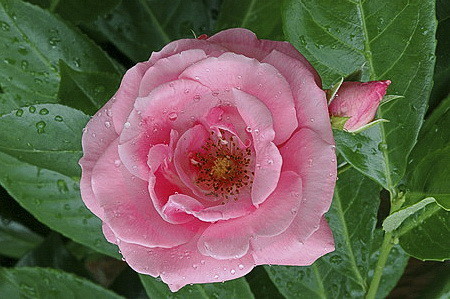 Rosenblüte, pink