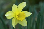 Narzissenblüte