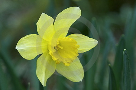 Narzissenblüte