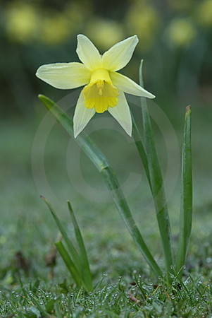 Narzissenblüte