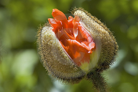 Roter Island-Mohn