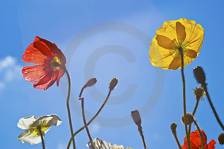 Dancing flowers