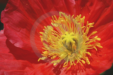 Roter Island-Mohn