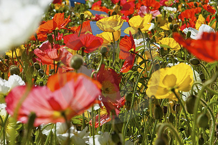 Island-Mohn