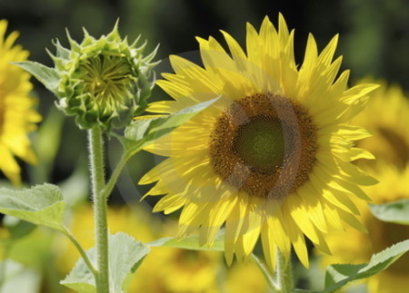 Sonnenblumen