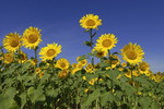 Sonnenblumen