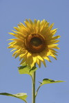 Sonnenblume