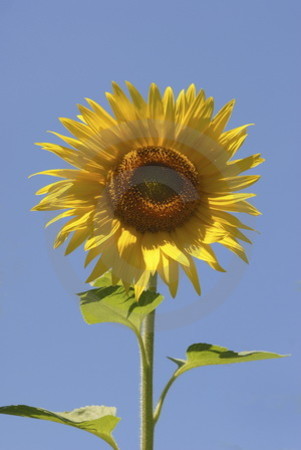 Sonnenblume