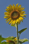 Sonnenblume