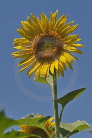 Sonnenblume