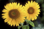 Sonnenblumen