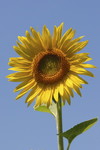 Sonnenblume