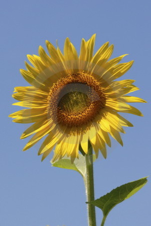 Sonnenblume