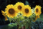 Sonnenblumen